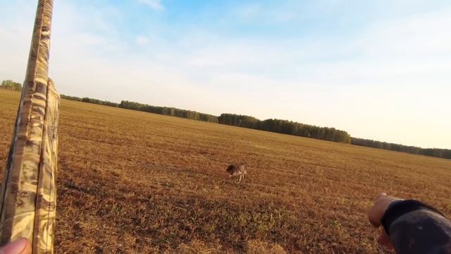 Супер-охота на вяхиря 2022 | Шикарные налёты и красивые выстрелы смотреть онлайн