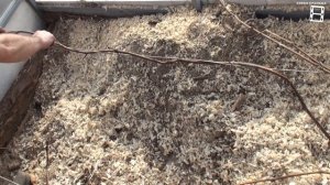 ПОДВЯЗКА ВИНОГРАДА К ШПАЛЕРЕ В ТЕПЛИЦЕ. ВЫРАЩИВАНИЕ ВИНОГРАДА В ТЕПЛИЦЕ. СЕВЕРНЫЙ ВИНОГРАДНИК