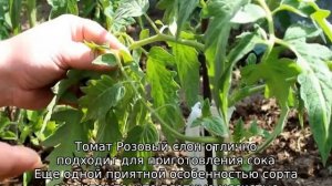 Томат Розовый слон