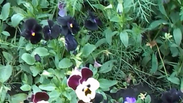 цветы Анютины глазки смотреть онлайн