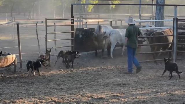 Cattle muster with working dogs - www.outbackworkingdogs.com смотреть онлайн