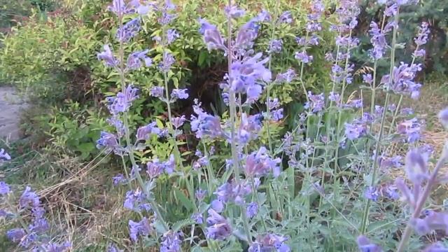 Котовник, Кошачья мята. Многолетнее эфиромасличное растение Котовник