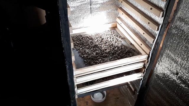 Пчелиный подмор! Сбор и сушка! смотреть онлайн