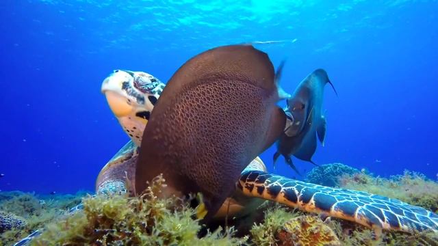 Самые Милые Детеныши Животных смотреть онлайн