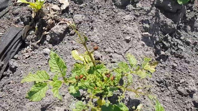 Жизнь и "дружба" колорадского жука... смотреть онлайн