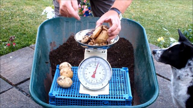 Grow Potatoes, Potato Reveal, A Swim In A Lake Followed By Tea And Toast