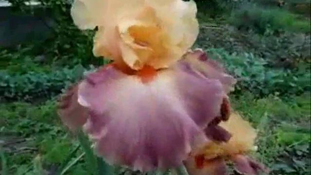 Ирисы - ОРАНЖЕВАЯ линия. IRIS смотреть онлайн