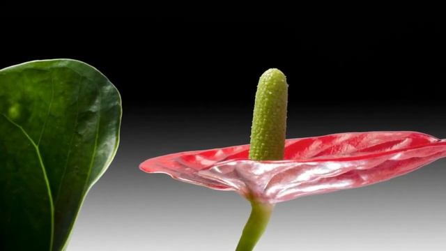 ЦВЕТЫ #АНТУРИУМ   Мужское счастье   # ANTRIUM   Men's Happiness