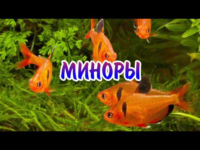 МИНОРЫ. СОДЕРЖАНИЕ И РАЗВЕДЕНИЕ В АКВАРИУМЕ. смотреть онлайн