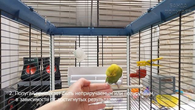 5 причин не затягивать приручение попугая смотреть онлайн