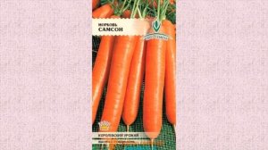 САМАЯ УРОЖАЙНАЯ И ВКУСНАЯ МОРКОВЬ: СОРТА И ГИБРИДЫ