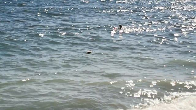 Едем в Бухту Инал к зеленым человечкам и Черному морю. смотреть онлайн