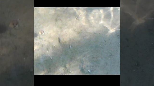 Рыба-хирург атакует ноги. Обитатели Красного моря смотреть онлайн