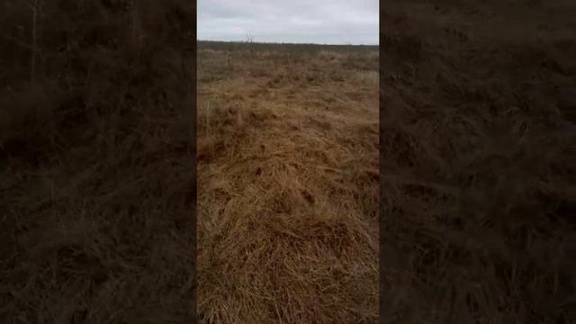 Щенок курцхаара 7 месяцев, стойка по голубю. смотреть онлайн