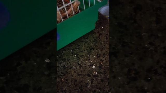 Я снимаю свой типичный день с моим попугаем какариком смотреть онлайн