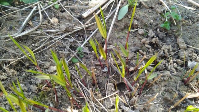 Mon herbe du Japon refait surface (Hakonechloa aureola) смотреть онлайн