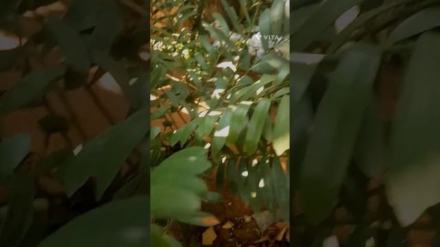 Zamia pygmaea (Zamiaceae family) смотреть онлайн