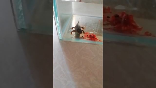 тритон кушает смотреть онлайн
