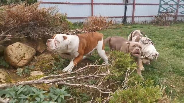 Лада. Староанглийский бульдог смотреть онлайн