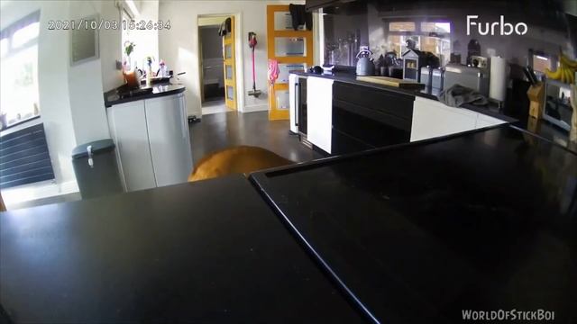 JUNGLE OF THE BEST DANK MEMES V16 смотреть онлайн