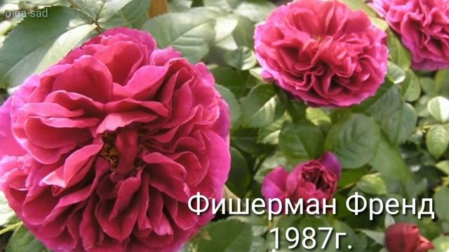 Розы Д. Остина. Мои любимые сорта. смотреть онлайн