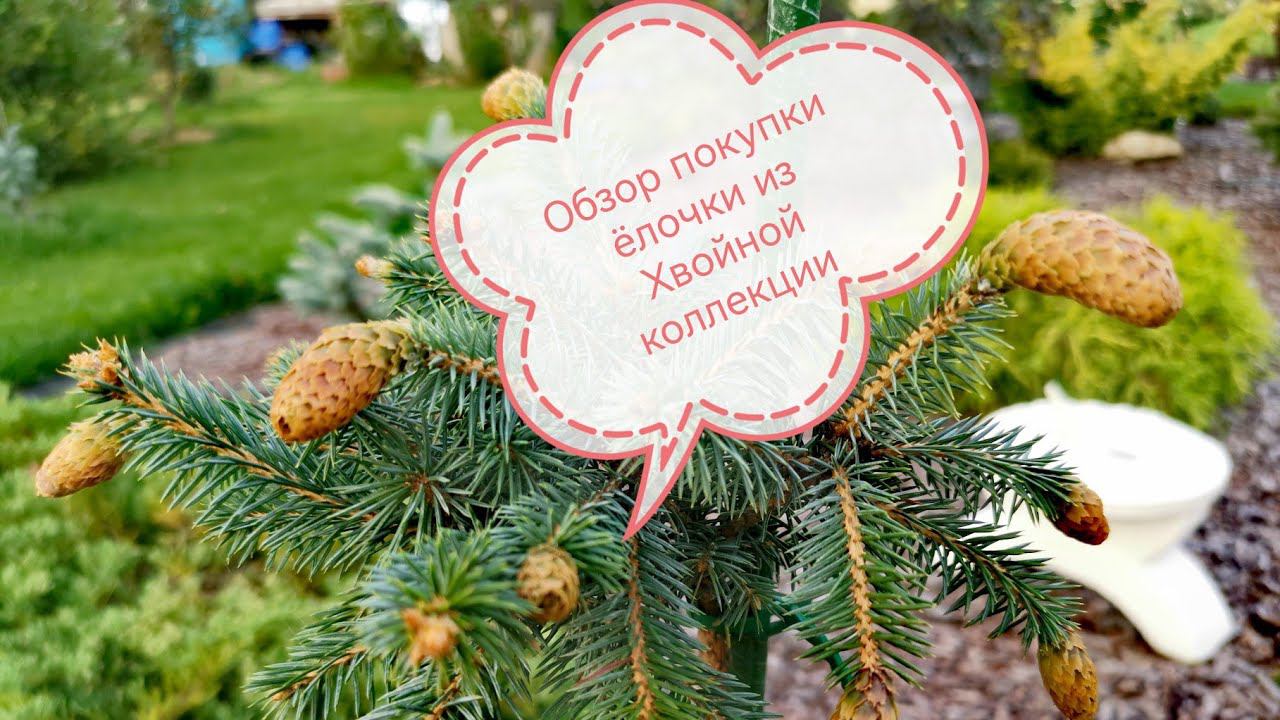 Обзор покупки с ин-т магазина растений Хвойная коллекция! Picea pungens Hermann Naue Август 2022 смотреть онлайн