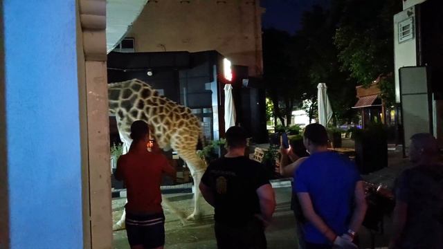 Симферополь, 28 июня 2024 г. Крым. В цирк приехал жираф смотреть онлайн