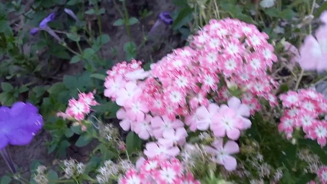 Лепешки с сыром а-ля хачапури, и опять сад да огород смотреть онлайн