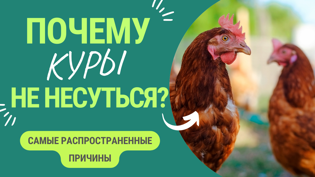Почему Куры Несушки Перестали Нестись смотреть онлайн
