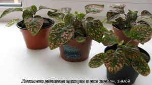 Цветок Гипоэстес — уход в домашних условиях