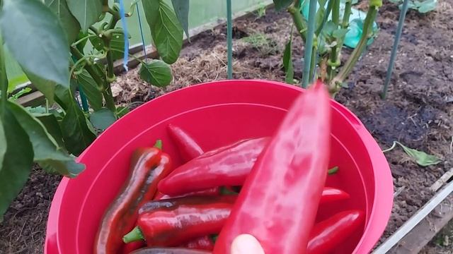 Перец Испанский сладкий- достойный сорт!! смотреть онлайн