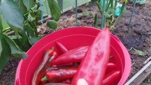 Перец Испанский сладкий- достойный сорт!!