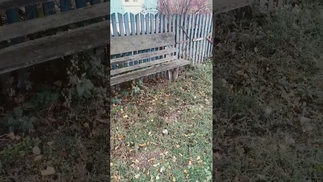 Неизвестные грибы вокруг дома.Их много. смотреть онлайн