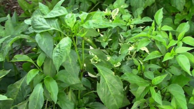 Early July Vegetable Garden Update and Tour - Zone 6b - Week Two