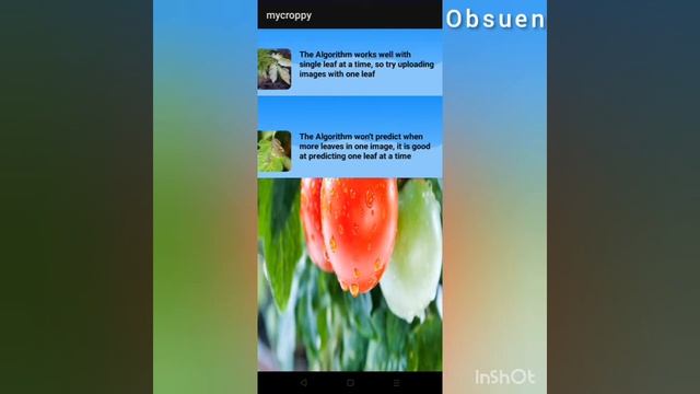 Tomatoes Smart disease identification Android app~Machine leaning. python+kotlin-. part 1 смотреть онлайн