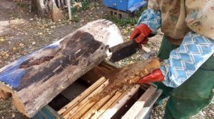 Дикие пчелы. Из дупла в улей.