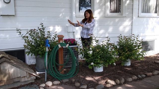 Blue Kazoo Spirea // Garden Answer смотреть онлайн