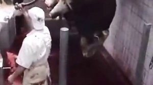 Скотобойня   ужас