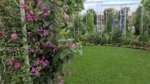 КНЯЖИКИ и КЛЕМАТИСЫ l Особенности Выращивания l То, что Вы о них ещё не знали!