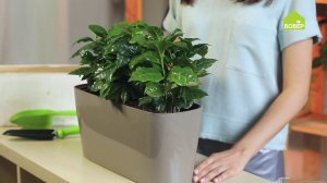 Кофейное дерево: как правильно ухаживать и пересадить