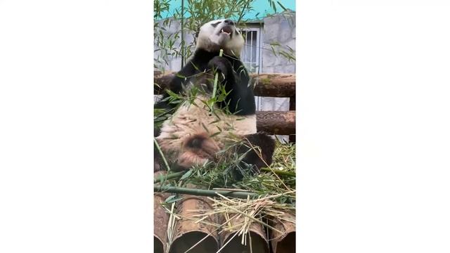 ?ПАНДА ЕСТ БАМБУК В МОСКОВСКОМ ЗООПАРКЕ! СМЕШНЫЕ ЖИВОТНЫЕ! #Shorts смотреть онлайн