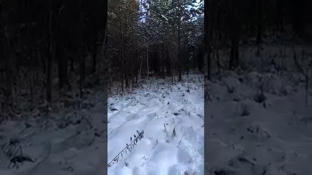 Гон РГ Звонки и Зажиги по снегу зайца беляка смотреть онлайн