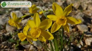 Луковицы нарциссов – покупка и хранение