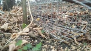 как сделать ловушку на фазана) проверка ловушки на фазана 2021!)