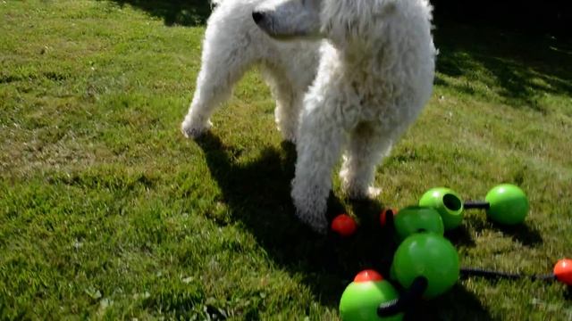 DOGO product testing complete video - with Fiona смотреть онлайн