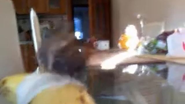 Трапеза бабочки зимой смотреть онлайн