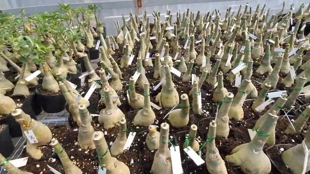 Adenium Feb 2021 - Greenhouse Part 1 смотреть онлайн