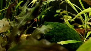 КАК ЧАСТО НУЖНО СИФОНИТЬ ГРУНТ В АКВАРИУМЕ