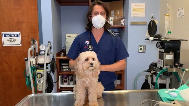 Tracheal Collapse in Dogs | Vet Explains смотреть онлайн