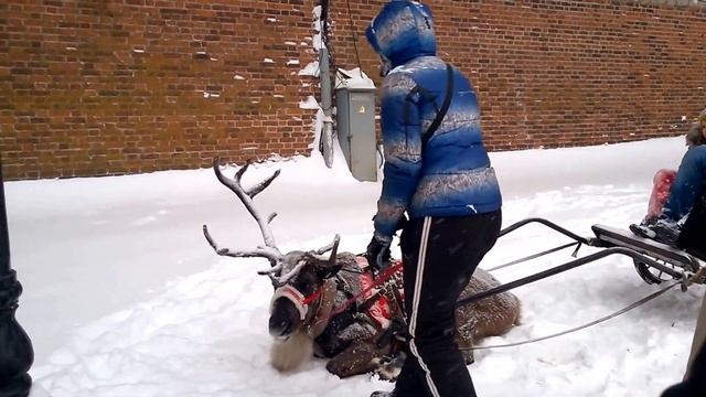 Олень Валера с севера катает нижегородцев на пл. Минина смотреть онлайн